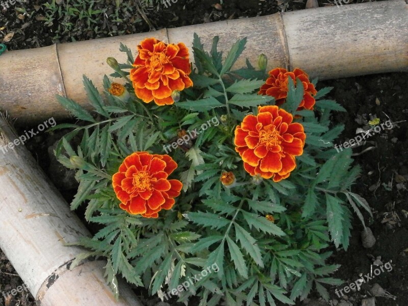 Marigold Red Flowers Orange Blossom Summer Flowers Flower Bed