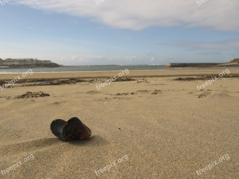 Shell Sea Sand Nature Beach