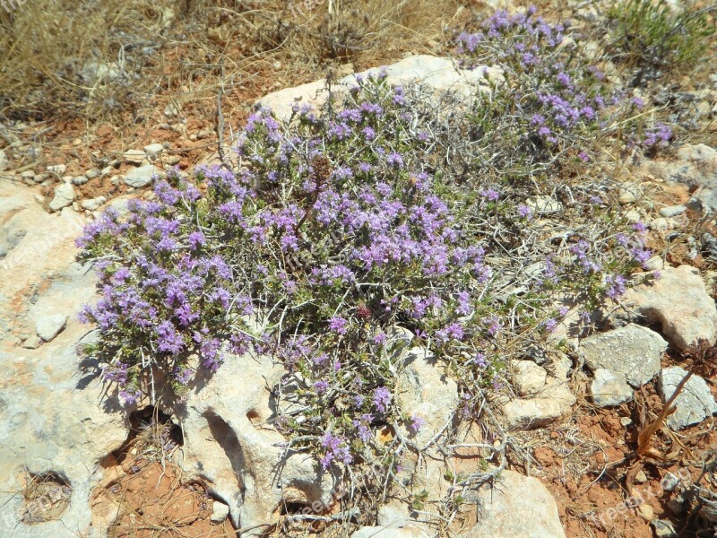 Wild Wild Flower Herbs Wild Herbs Thyme