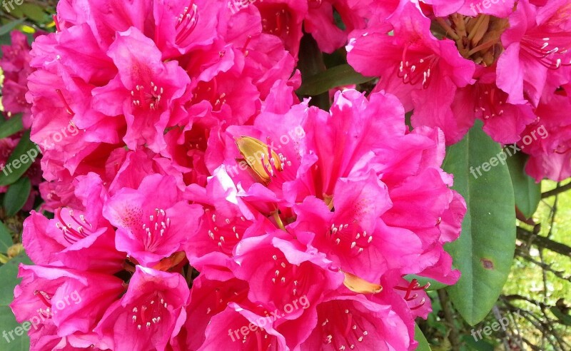 Rhododendron Blossom Bloom Bud Red Rhododendron