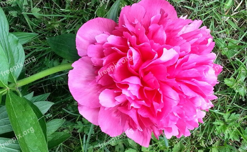 Peony Blossom Bloom Bud Red