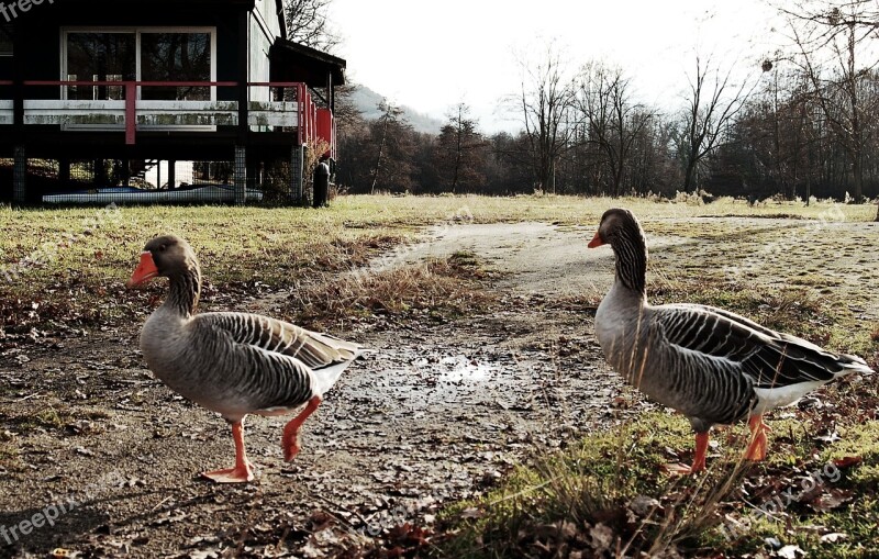 Geese Oca Nature Pond Landscape