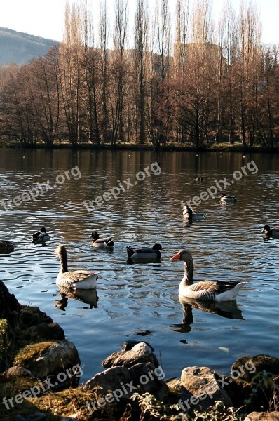 Geese Ducks Landscape Nature Pond