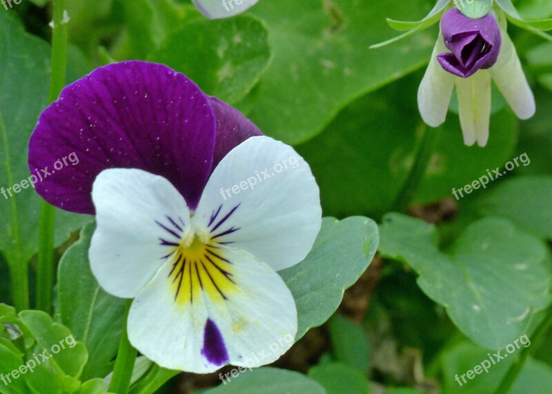 Viola Pansy Flower Garden Pansy Flowers