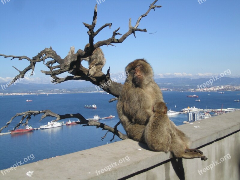 Gibraltar Monkeys Mediterranean Sea Free Photos