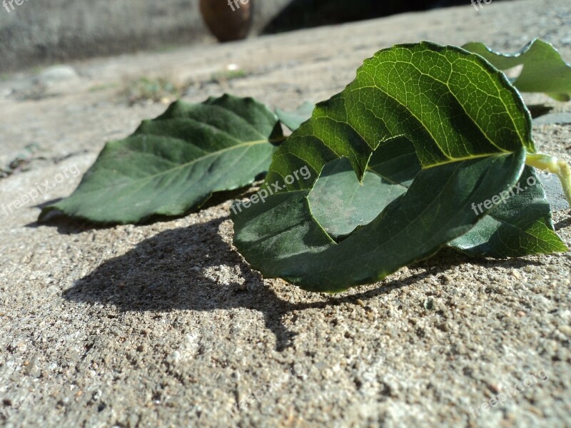 Heart Love Green Sheet Leaves Green