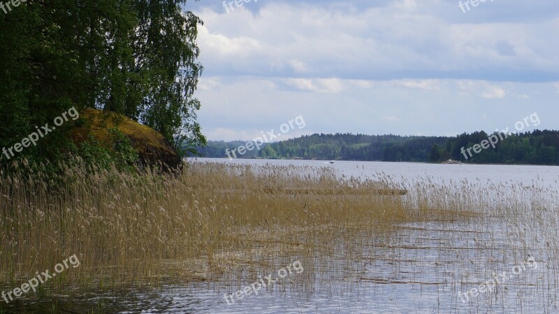 Finnish Beach Lake Reed Tree