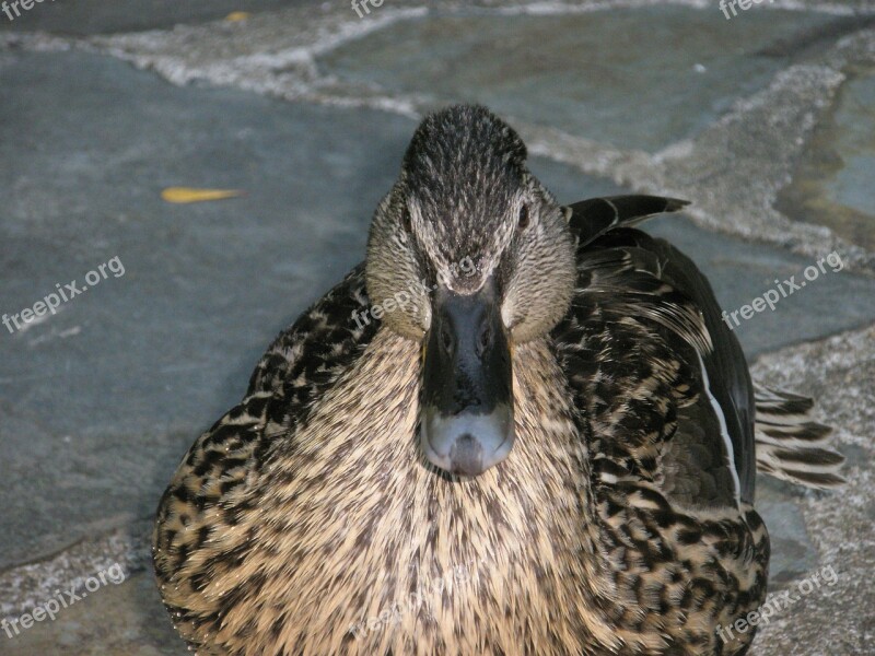 Duck Wild Ducks Animal Birds Free Photos