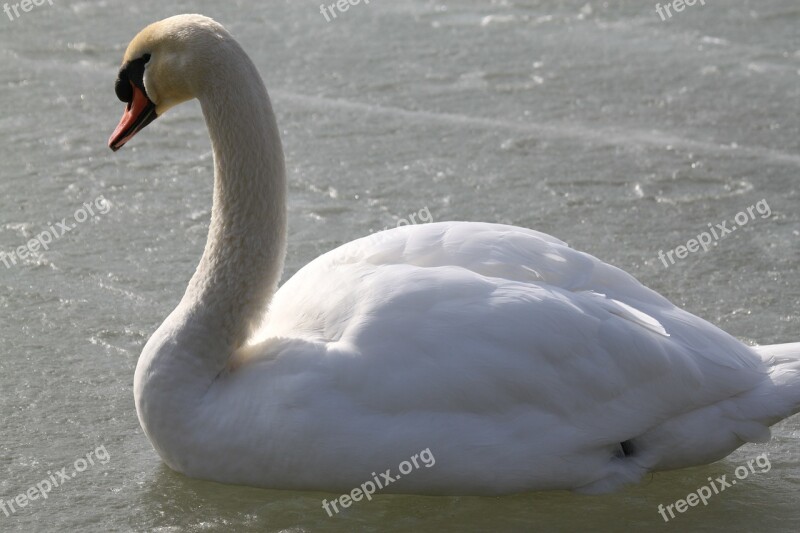 Swan Swans Bird Lake Animals