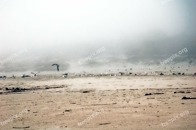 Walls Galicia Sea Seagulls Beach