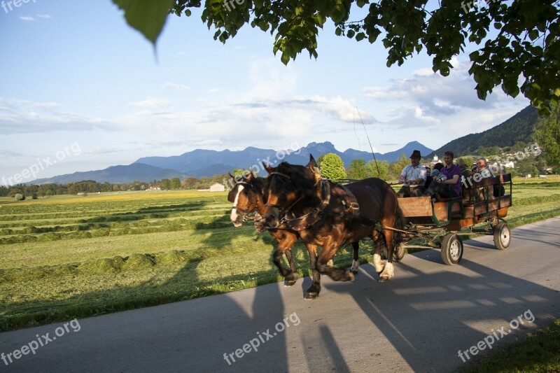 Horses Horse Drawn Carriage More Spring Sunshine