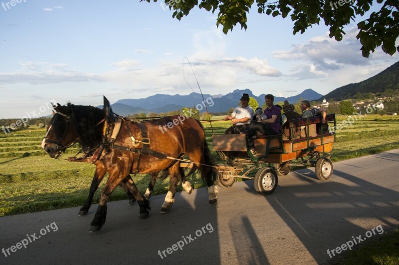 Horses Horse Drawn Carriage More Spring Sunshine