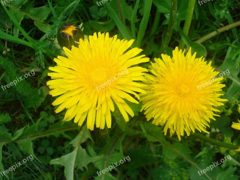 Dandelion Flowers Blossom Bloom Summer