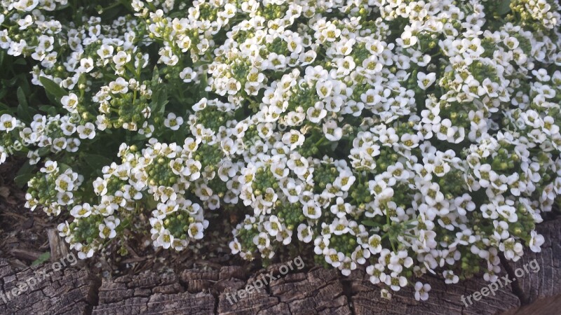 White Flowers Nature Spring Flowering Shrub