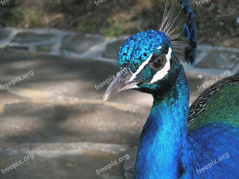 Turkey Peacock Birds Beautiful Free Photos