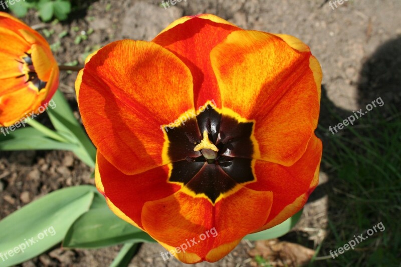 Flower Tulip Blossom Bloom Free Photos