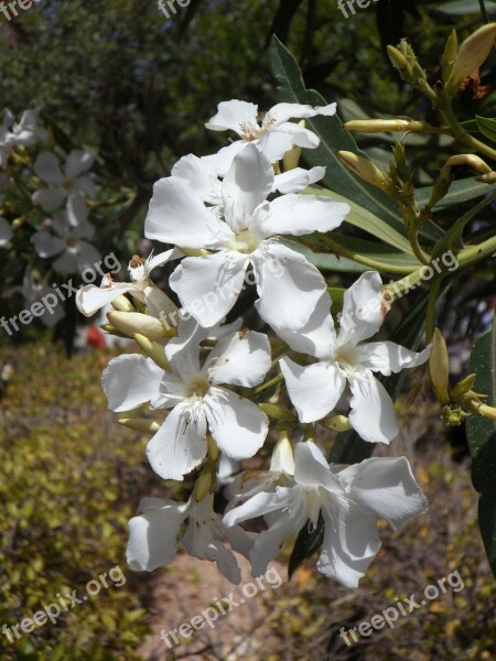 Oleander White Flower Blossom Bloom Bloom