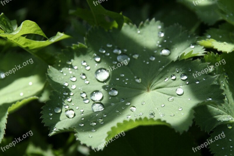 Leaf Drip Green Plant Free Photos