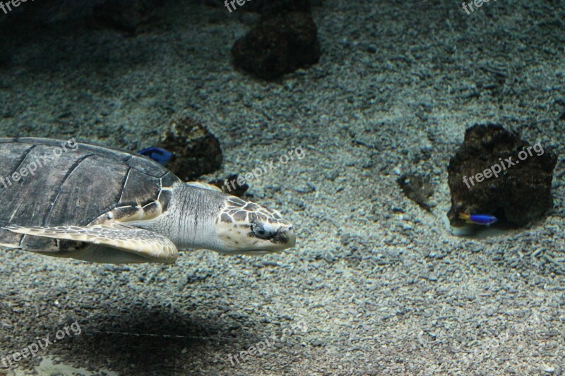 Turtle Zoo Underwater Free Photos