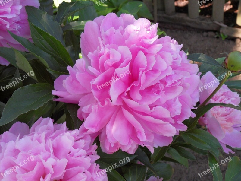 Peony Garden Bush Blossom Bloom