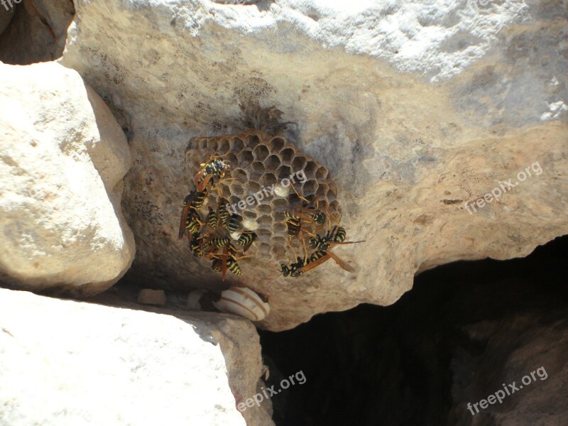 Wasps Hard Working Insect Build The Hive