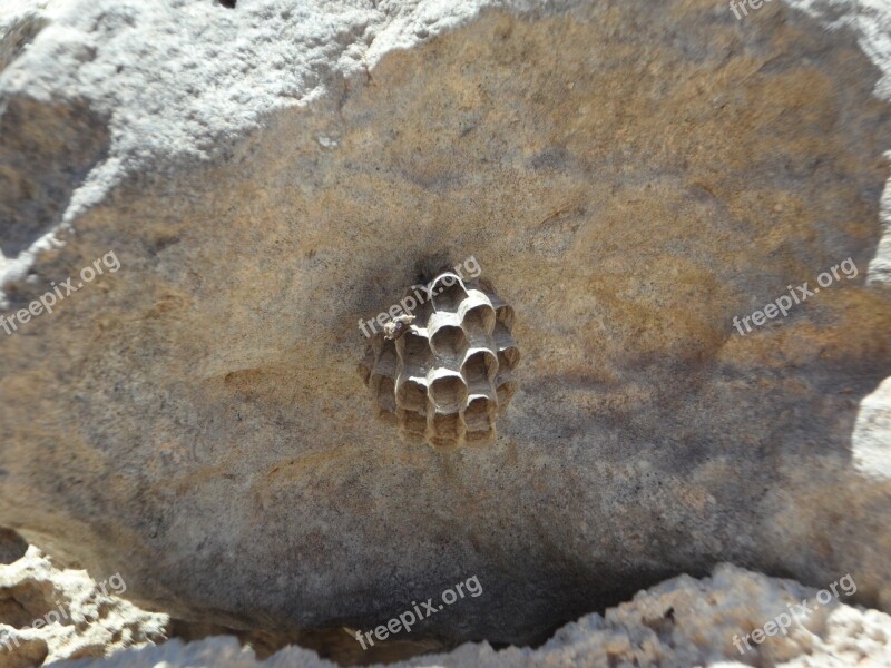 The Hive Stick Nest Building Nest Combs