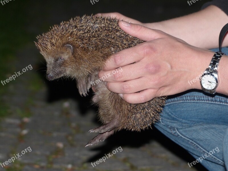 Hedgehog Animal Prickly Keep Hand