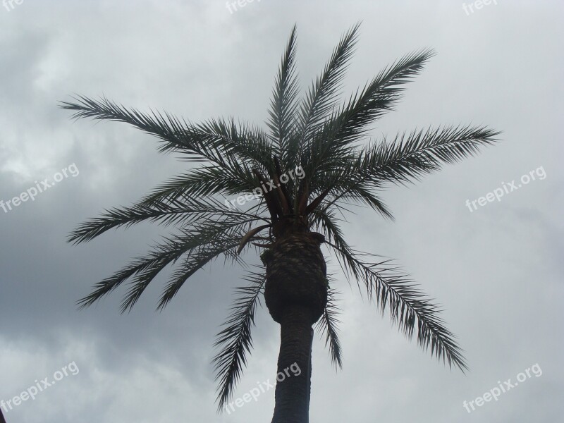 Palm Gray Stormy Free Photos