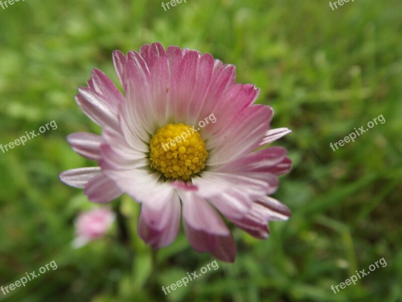 Flower Summer Flowers Purple Flowers Free Photos