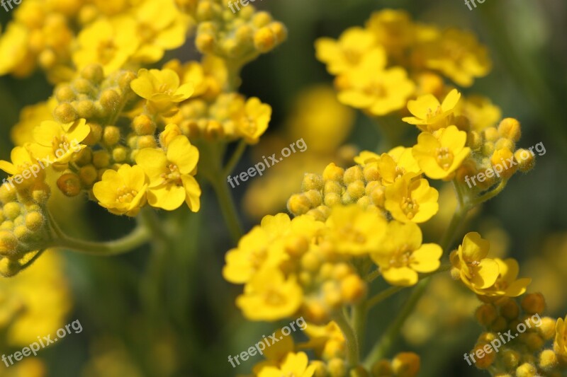 Gold Lacquer Gold Dust Stone Herb Flower Yellow