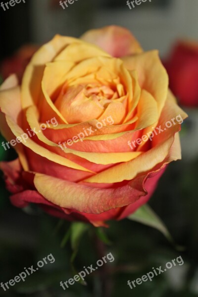 Rose Orange Roses Flower Bouquet