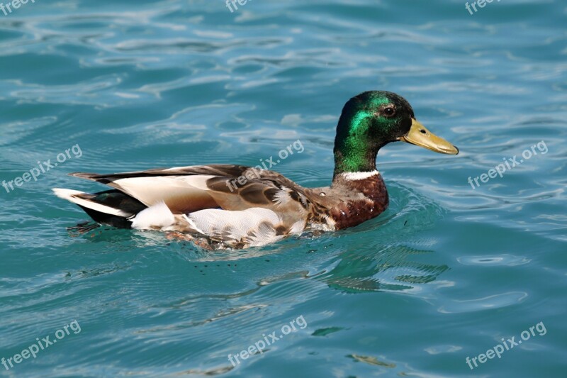 Duck Ducks Animal Water Bird Water