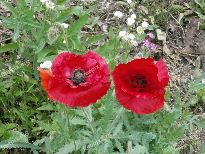 Poppy Poppy Flower Red Flowers Early Summer Flowers Free Photos