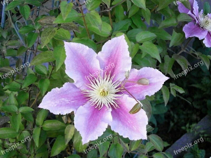 Clematis Spring Flowers Summer Flowers Pink Garden