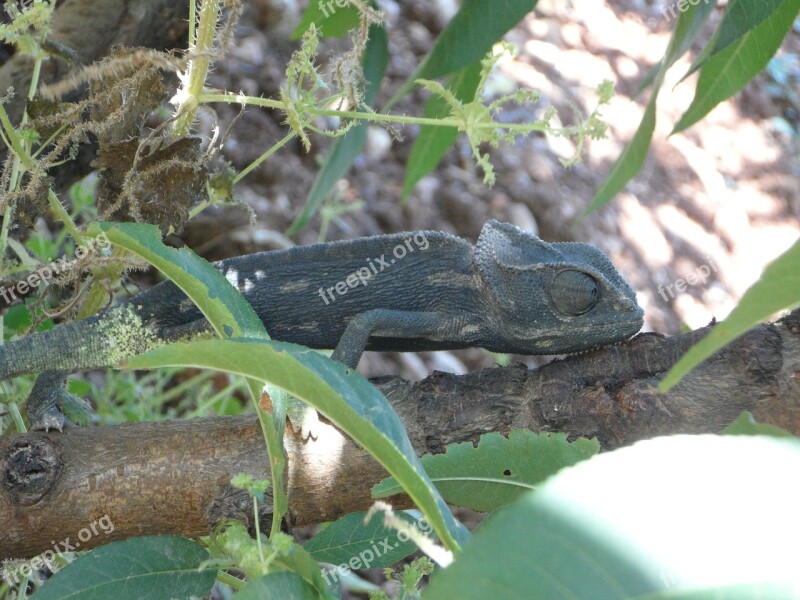 Chameleon Common Chameleon European Chameleon Chamaeleonidae Reptile