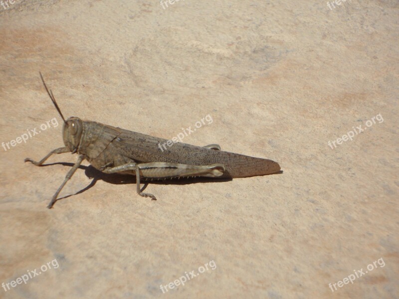 Viridissima Heupferdchen Insect Grasshopper Free Photos