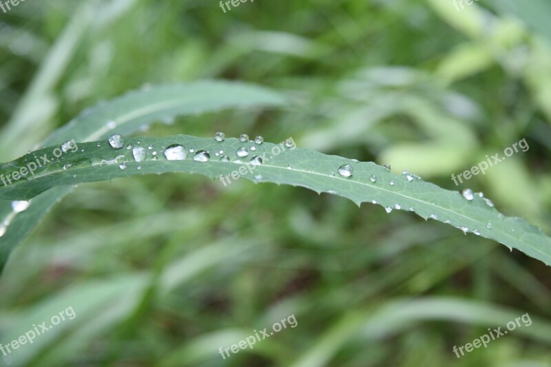 Leaf Green Water Nature Landscape