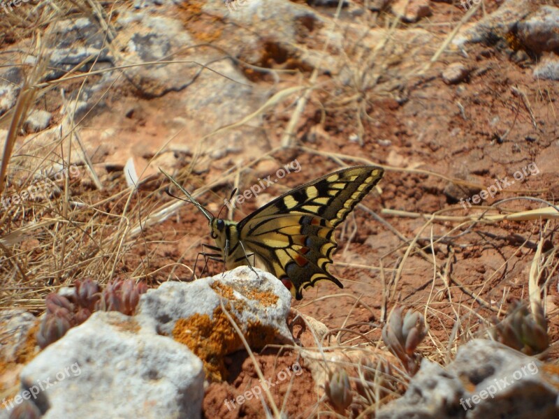 Butterfly Dovetail Insect Animal Sit