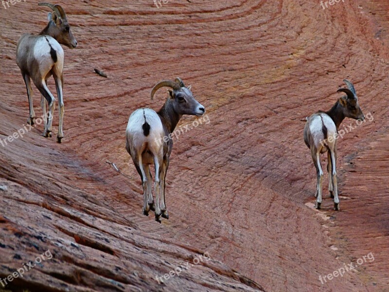 Mountain Sheep Mammal Animal Nature Zion National Park