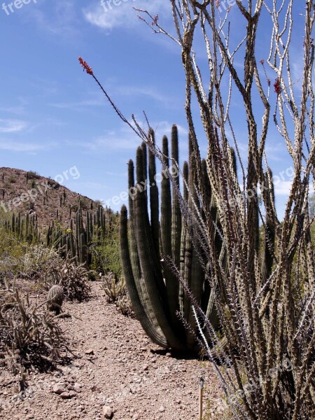 Arizona Desert Cactus Plant Landscape