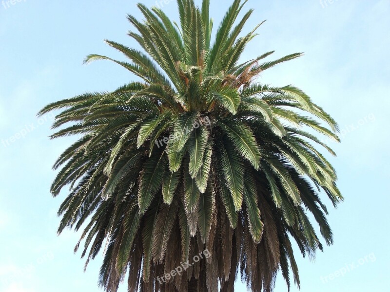 Tree Palm Palm Trees Leaves Palm Leaves