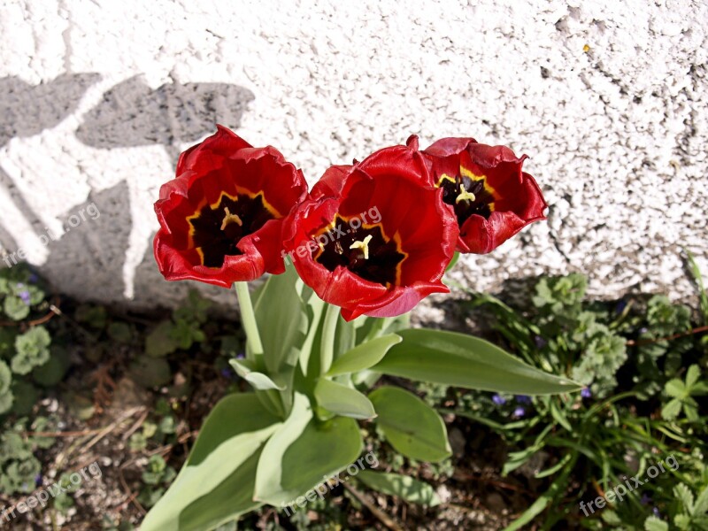 Red Tulips Flowers Plant Garden