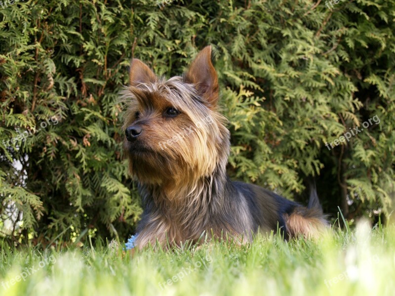 Terrier Dog Small Puppy Canine