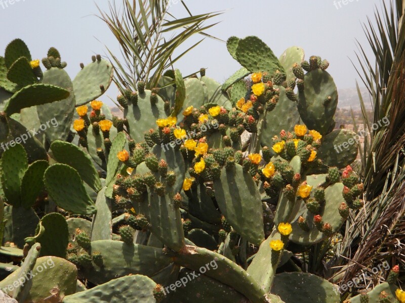 Cactus Bloom Nature Cactus Flower Yellow