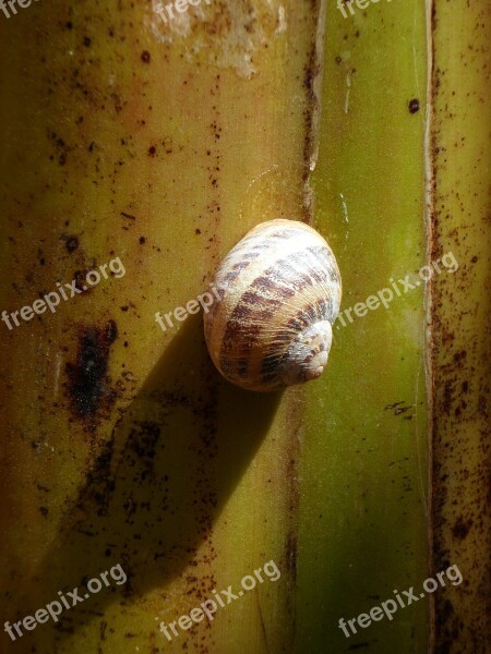 Snail Shell Shadow Close Up Mollusk