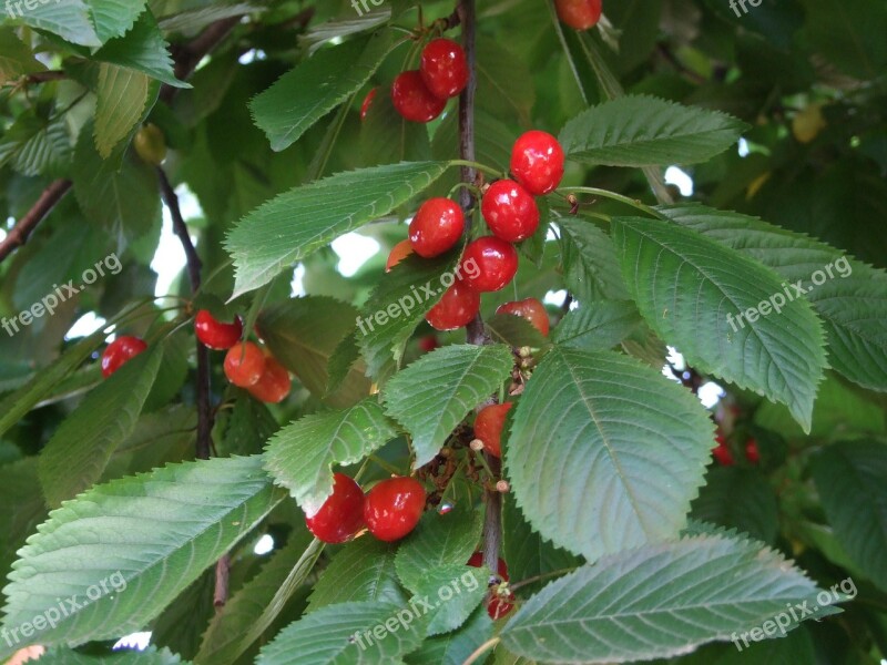 Cherry Red Fruit Red Fruit Sweet