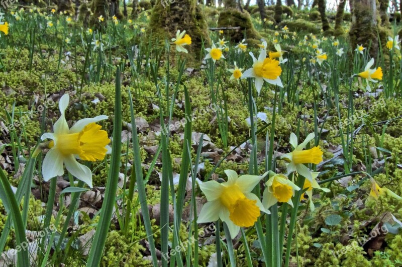 Forest Daffodils Undergrowth Spring Free Photos