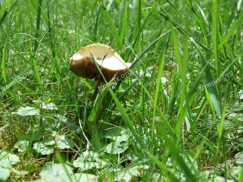 Mushroom Grass Plant Meadow Green