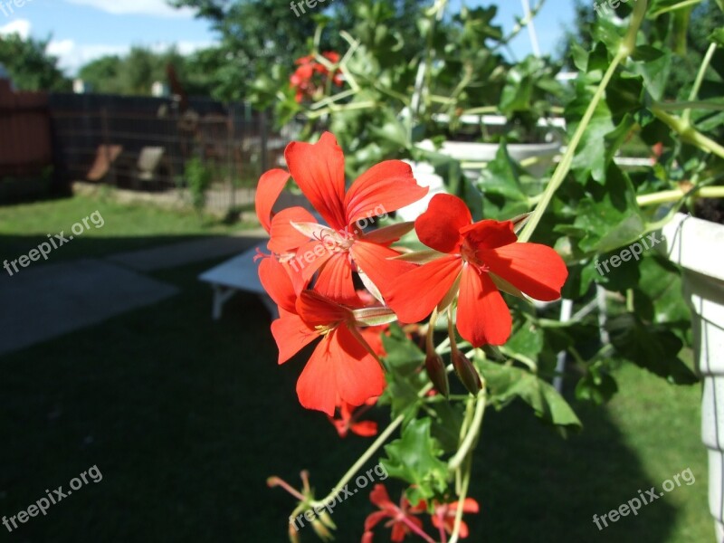 Geranium Flower Red Flower Garden Plant