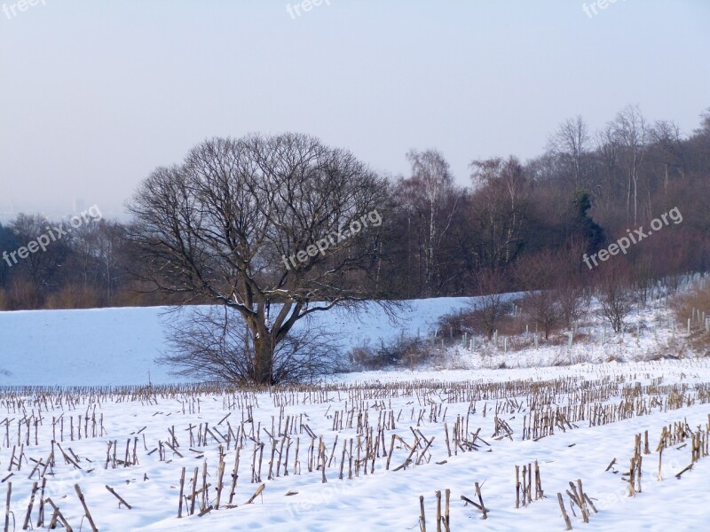 Wintry Outdoor Nature Free Photos